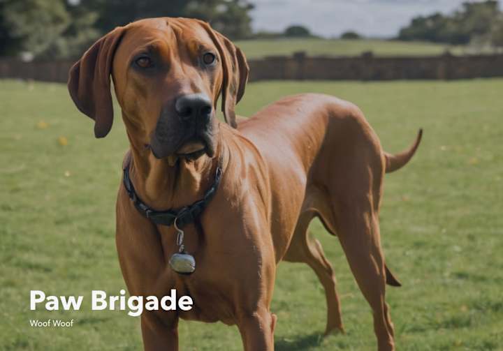 Cover image for Paw Brigade: Website Design