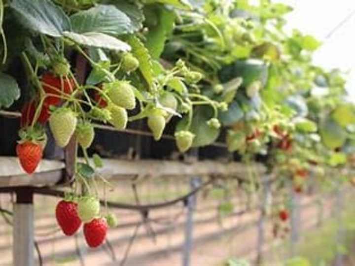 Cover image for 
Project Title: Sweet Success: Enhancing Strawberry Cultivation 