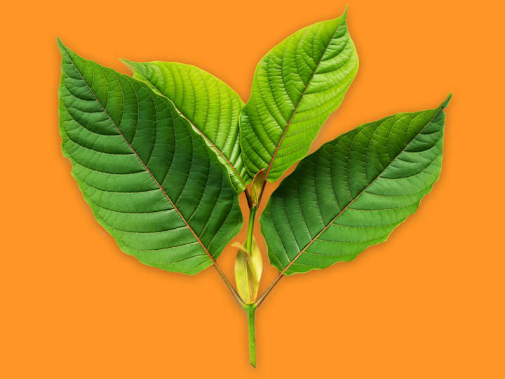 Cover image for Where to Buy Kratom in China