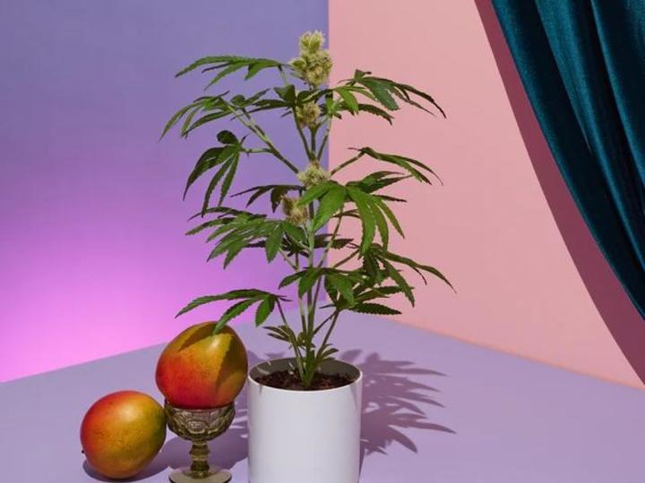 Cover image for Optimizing Website Copy for Pot Plant