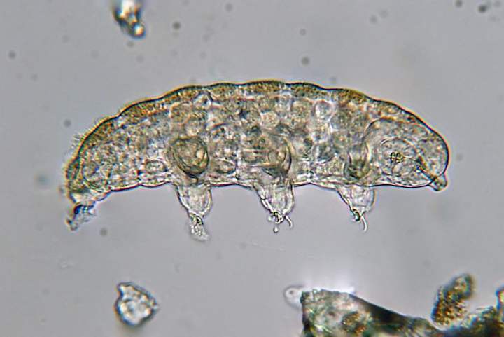 Cover image for Tardigrades and their fascinating genome