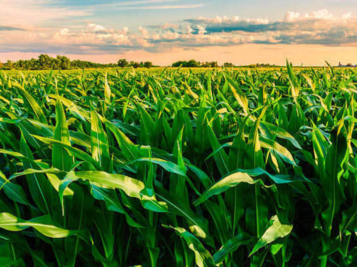 Cover image for Corntainer: A Feasibility Study on Manufacturing Corn Husk Paper