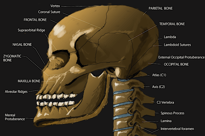 Cover image for Creating Anatomy Illustrations & Images