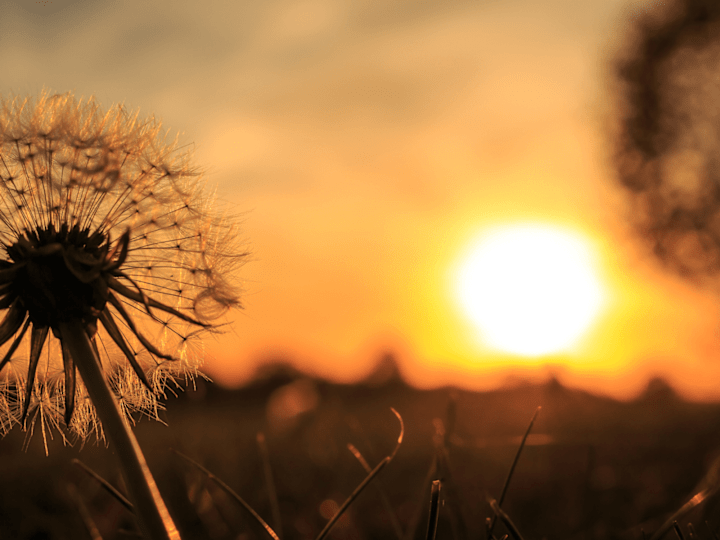 Cover image for Is Passion a Tool for Personal Development