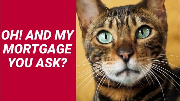 Cover image for The Purrrfect Mortgage For You  Homestead Funding - YouTube