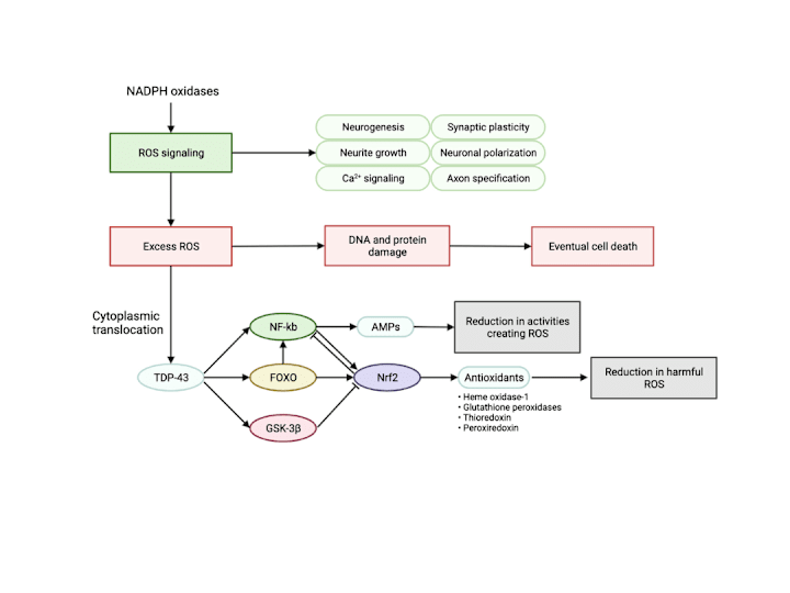 Cover image for Neurodegeneration Research 