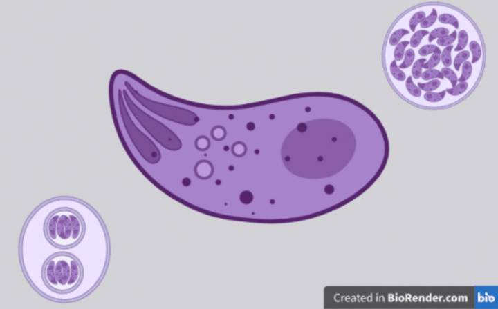 Cover image for Toxoplasmosis and Pregnancy