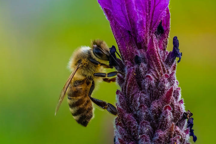 Cover image for Quels sont les insectes utiles au jardin ?