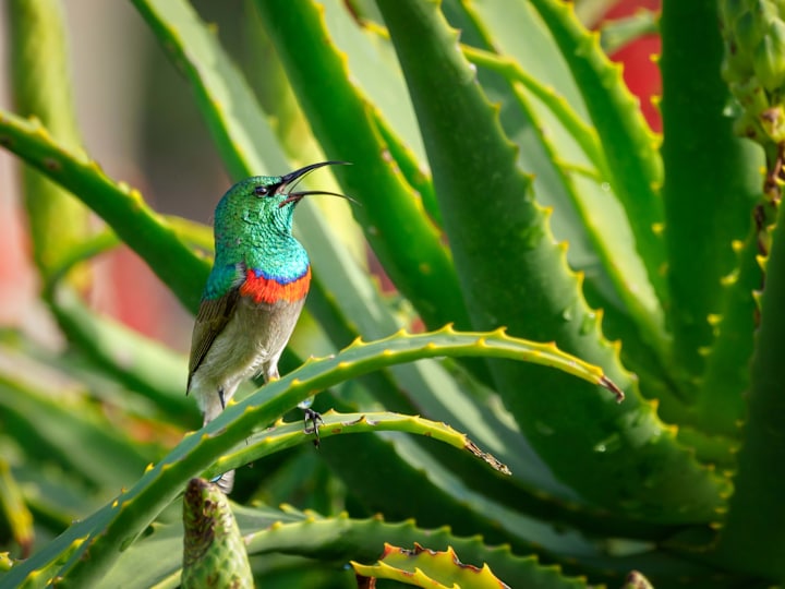 Cover image for Aloe vera