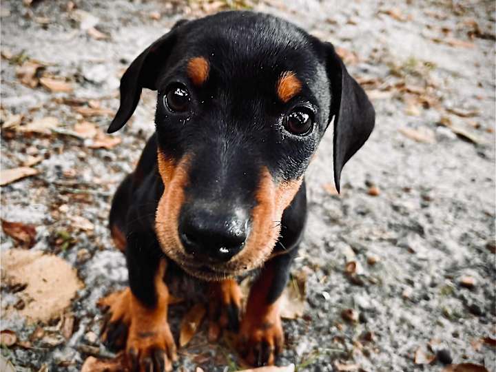 Cover image for World Animal Foundation