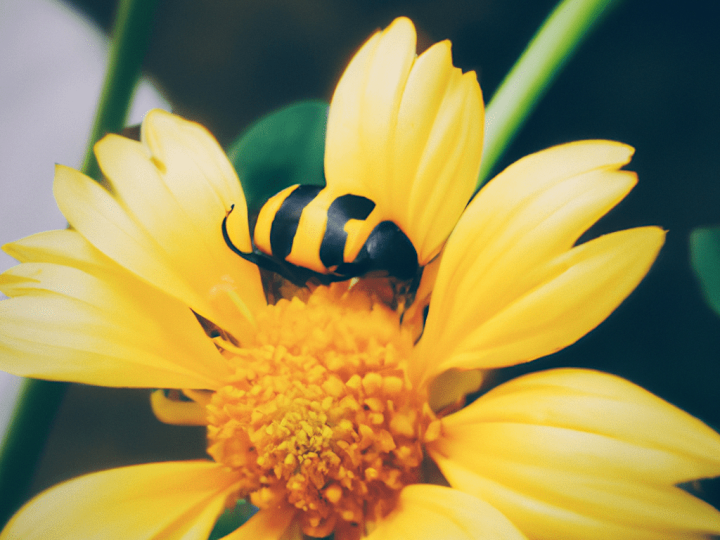 Cover image for Photo Editor