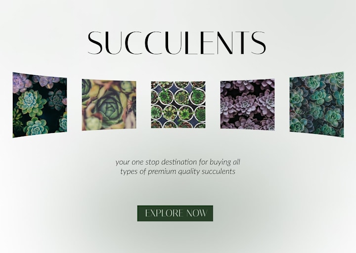Cover image for Succulents - online succulents shop 