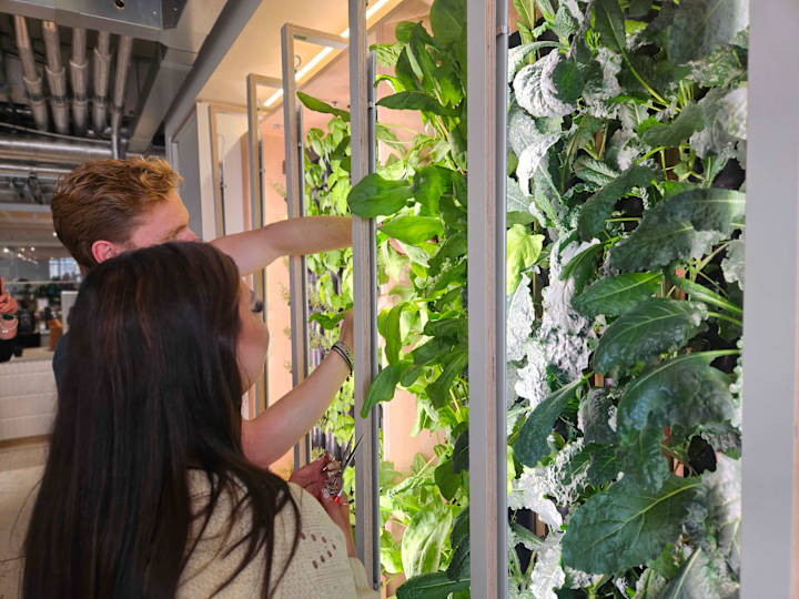 Cover image for Project Management of Experiential Office Systems: Hydroponics!