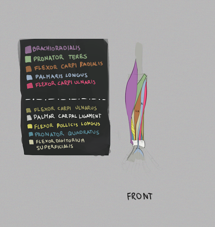 Cover image for Anatomy 303: forearm muscles