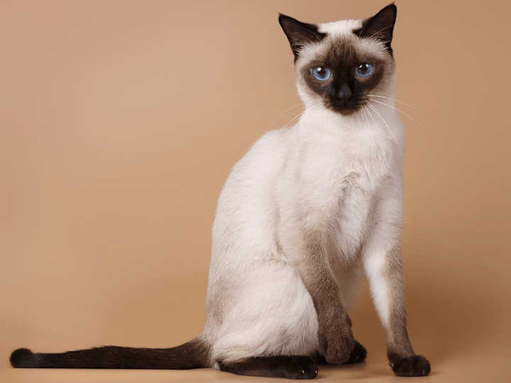 Cover image for TEN Reasons Why You Should Have A Siamese Cat