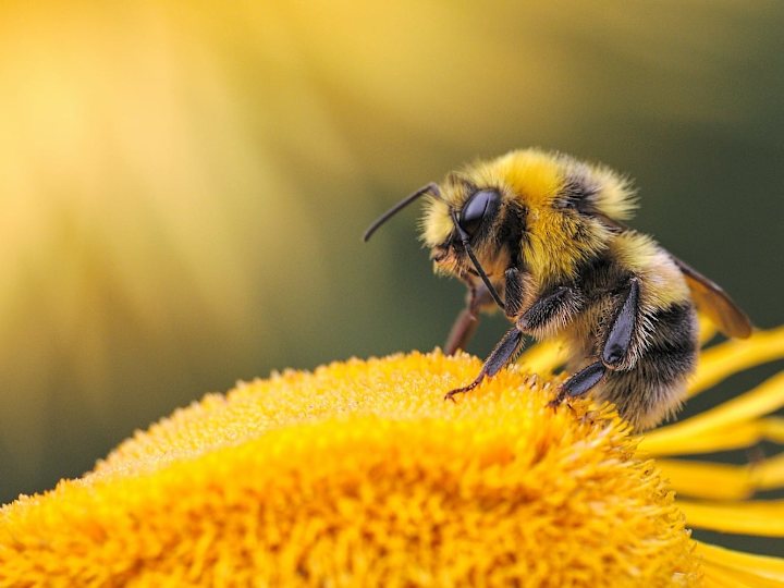 Cover image for New Hampshire Beekeepers Association 🐝