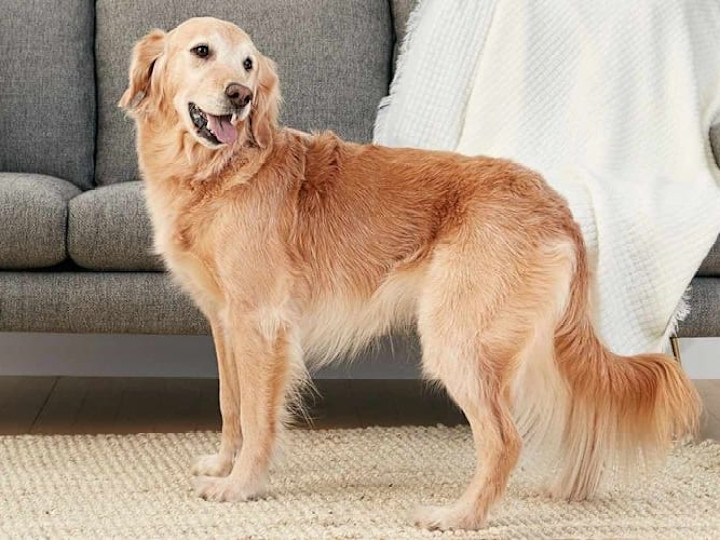 Cover image for 3 Best Dog Breeds for Children