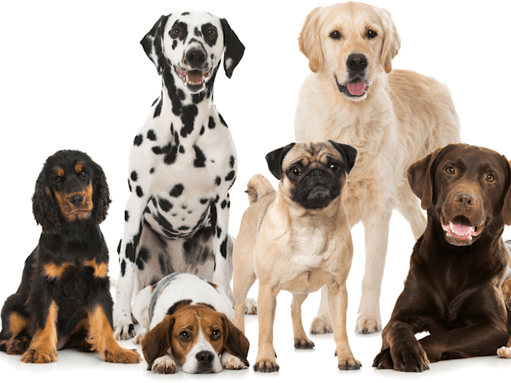 Cover image for PETCO | PREMIUM PET BRAND