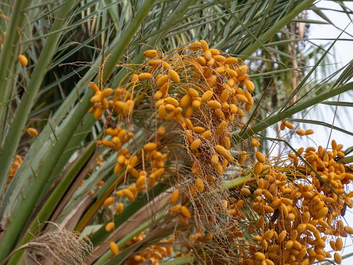 Cover image for The date palm tree: history & ecology.