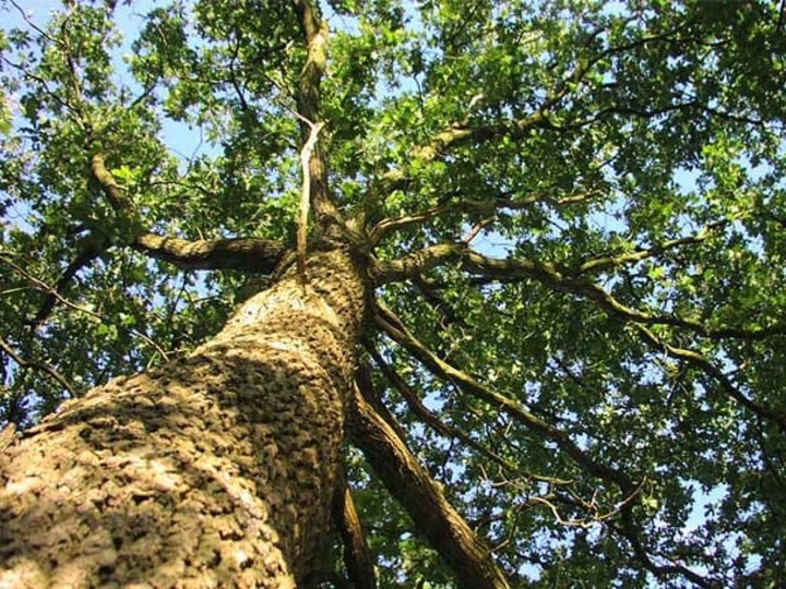 Cover image for Case Study for Tree Service Business in North Texas