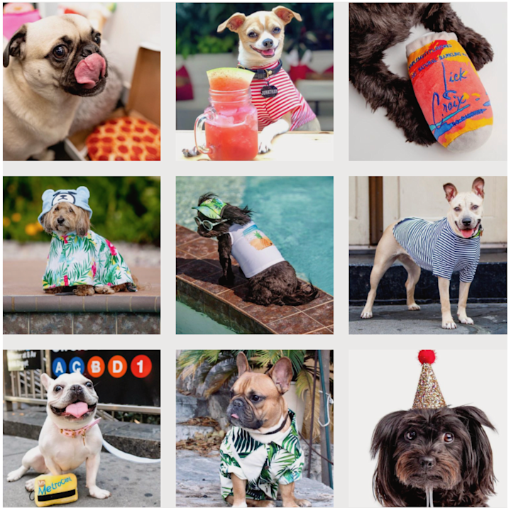Cover image for Dog and Co