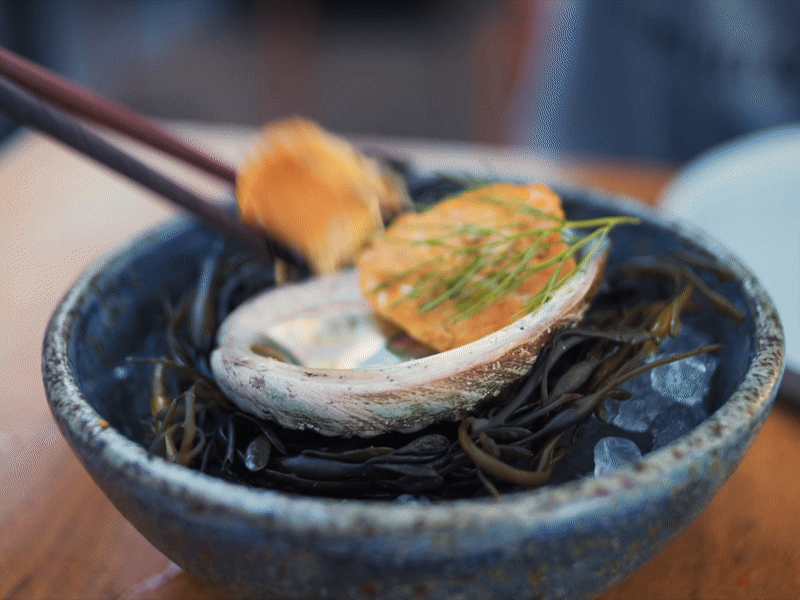 Cover image for California’s Kelp Forests Are in Serious Trouble