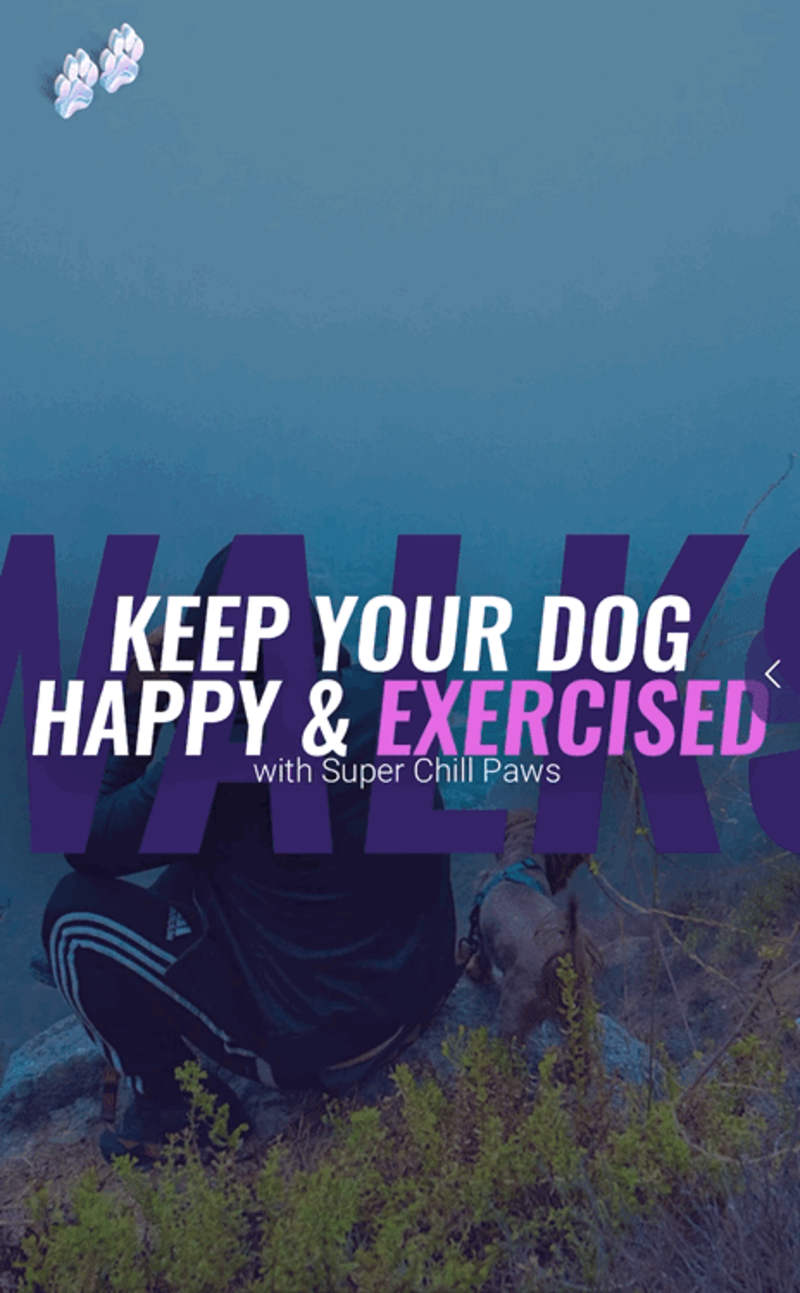 Cover image for SuperChillPaws // Visual Identity