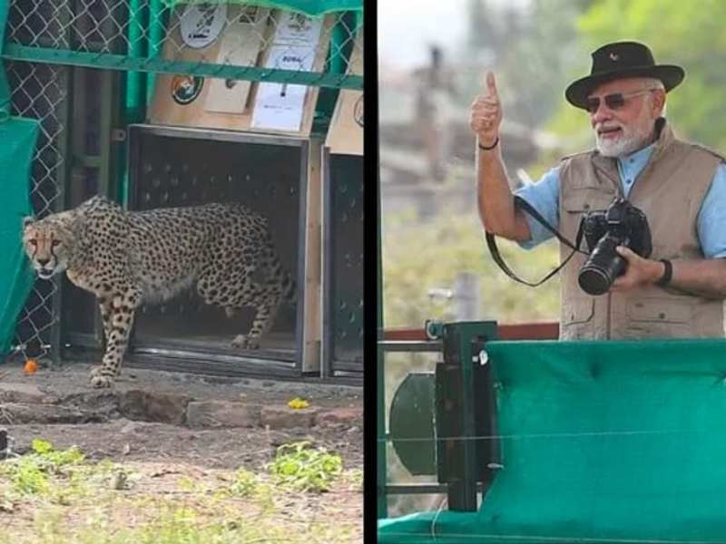 Cover image for Cheetah ReIntroduction: A bold step or a miscalculated priority