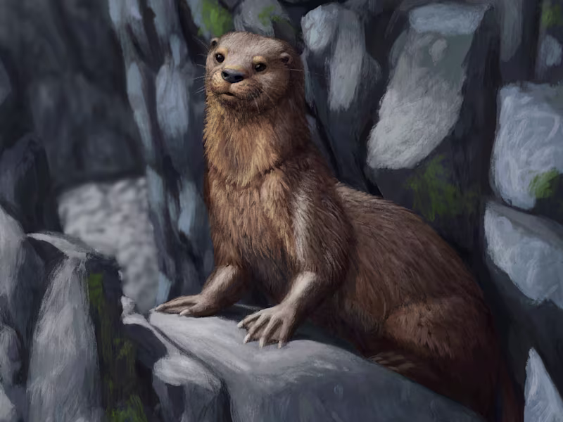 Cover image for Animals and Animal Anatomy Illustrations