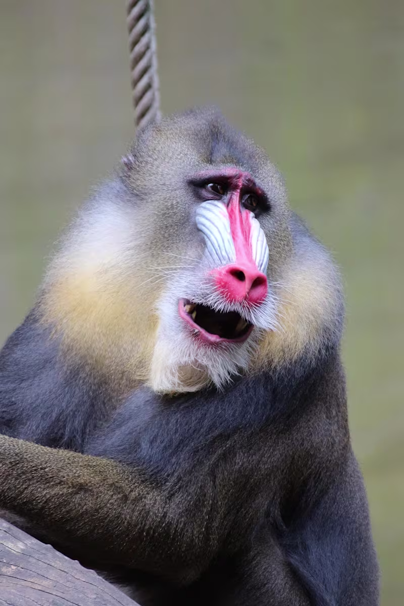 Cover image for Wildlife & Science Documentary Script Writing