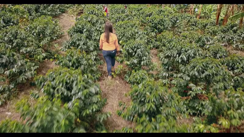 Cover image for IBM Foodtrust Farmer Connect Featurette on Vimeo