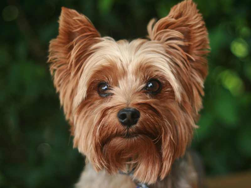 Cover image for Top 5 Dogs that Don't Shed