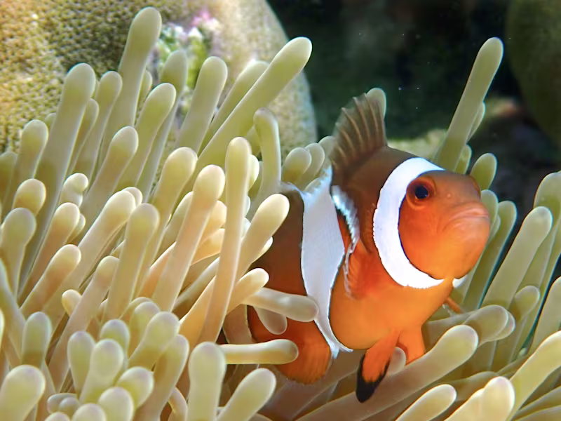 Cover image for Pop-science article on marine biology, ornithology, entomology