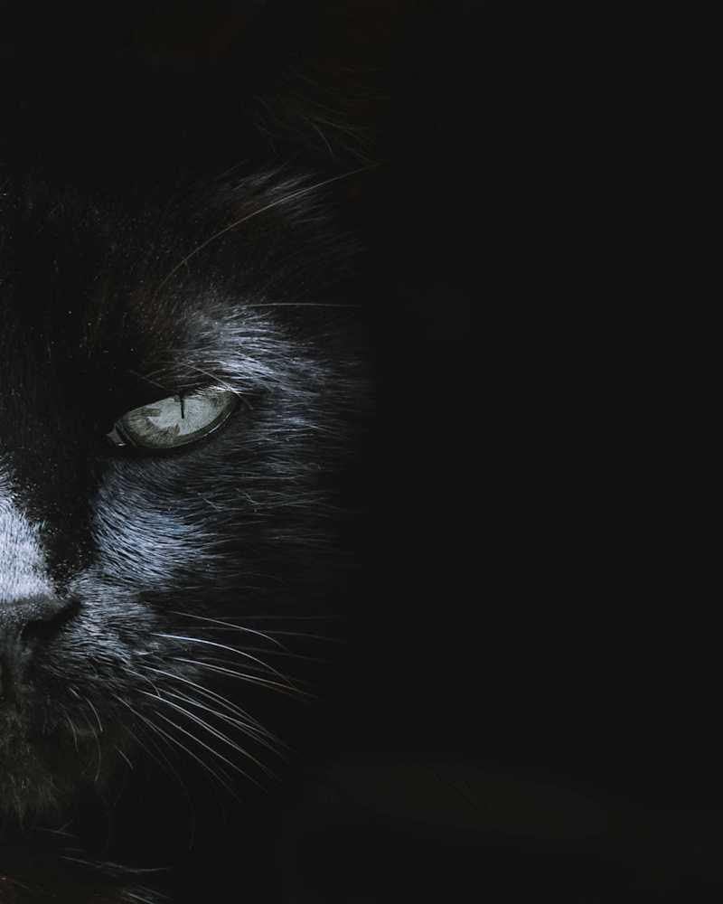 Cover image for A Feline's Epic Portrait