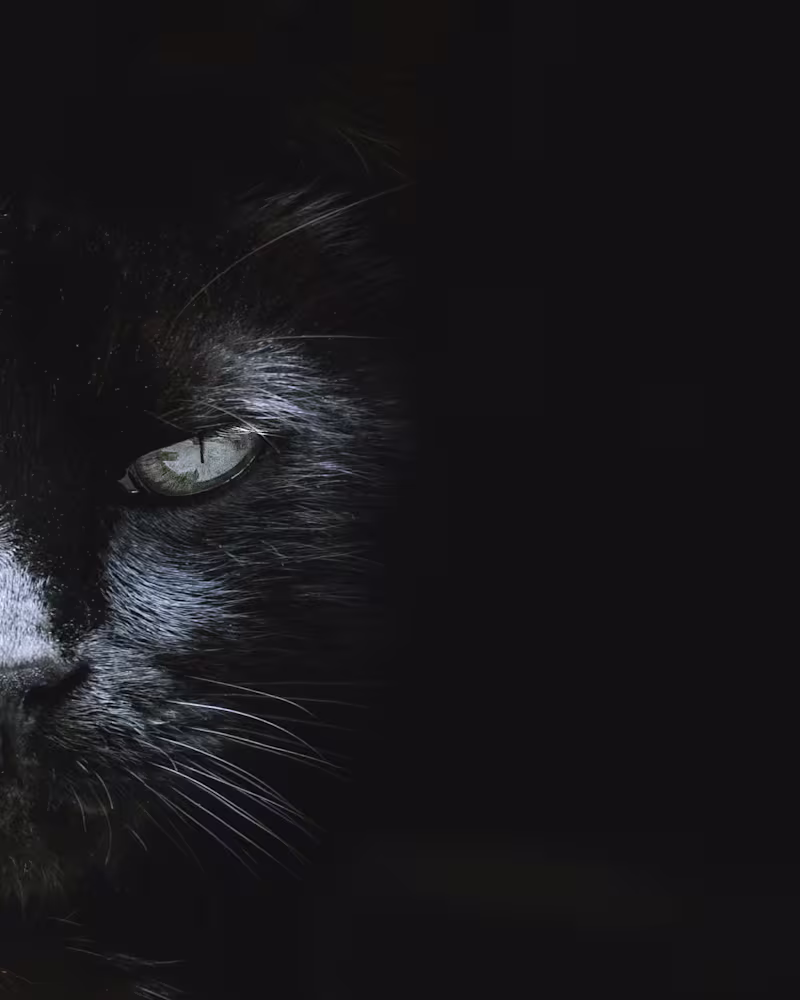 Cover image for A Feline's Epic Portrait