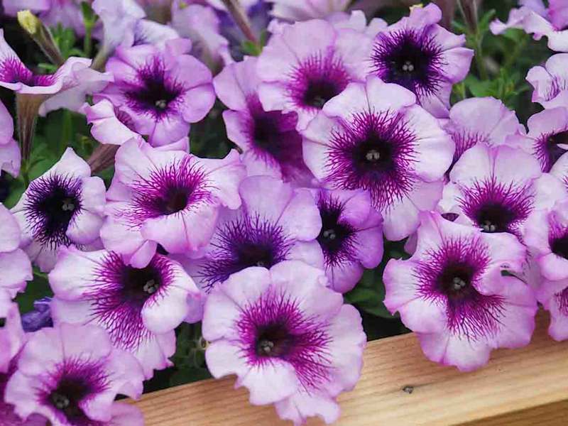 Cover image for All About Petunias! - Tuxedo Yard Care