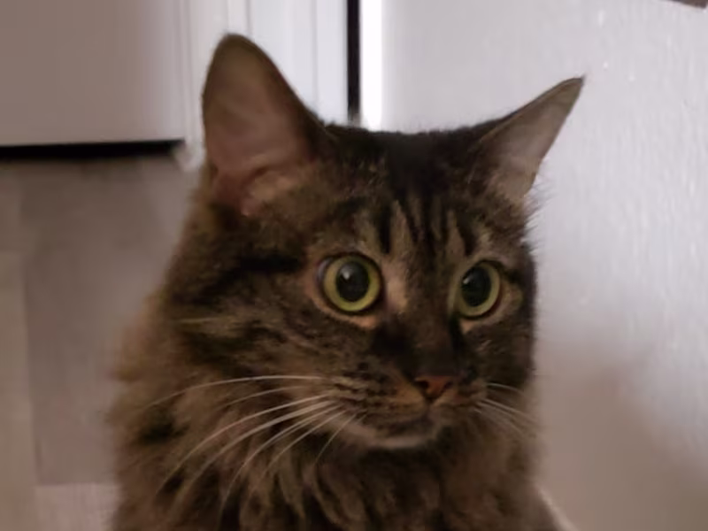 Cover image for Owner's Representative Services