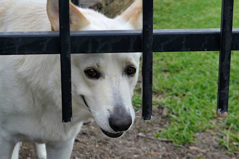 Cover image for Pet Insurance: The world of Third Party Liability