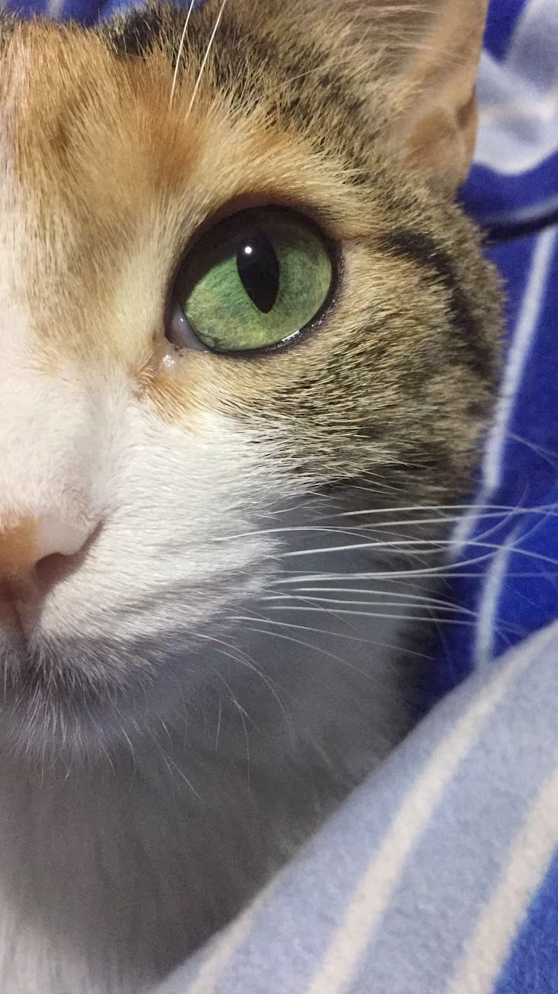 Cover image for foto