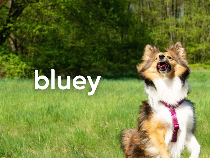 Cover image for Bluey — Pet Wellness Brand System