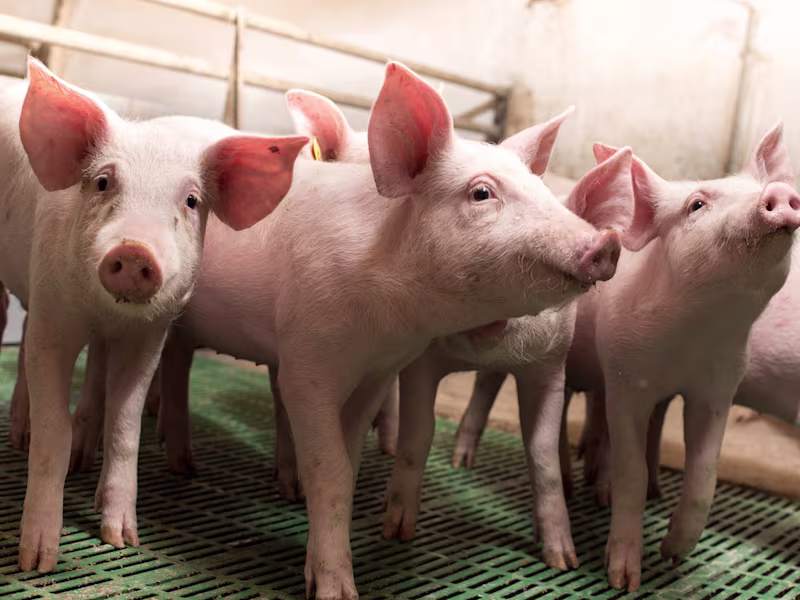 Cover image for Scientists take a closer look at risks from new pig coronavirus