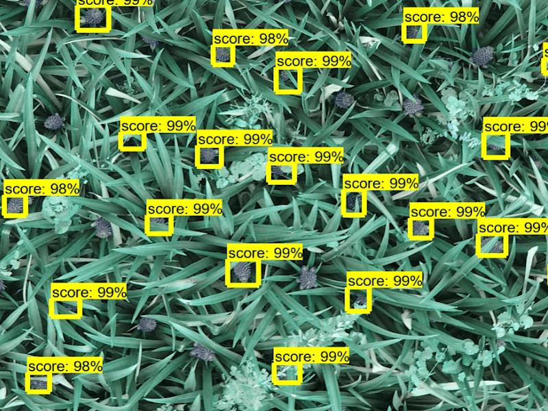 Cover image for Empowering Pineapple Farmers through Drone Imagery Analysis