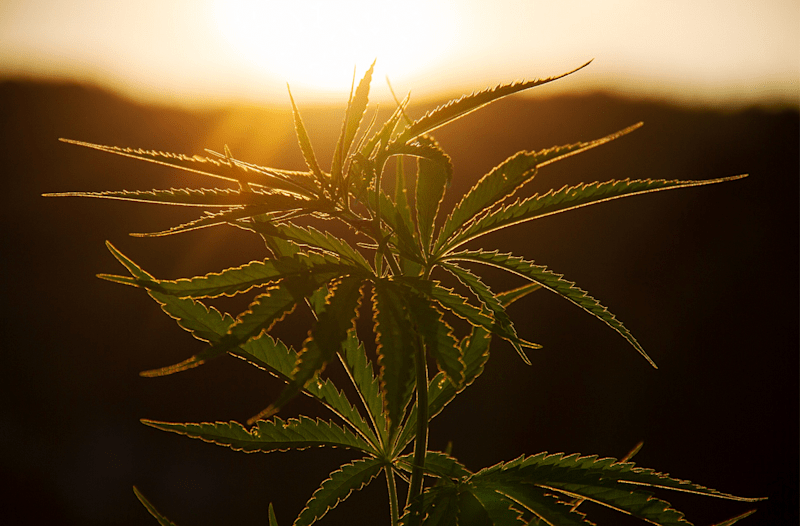 Cover image for The Promising Future of Cannabis in Medicine: Anxiety and Cance…
