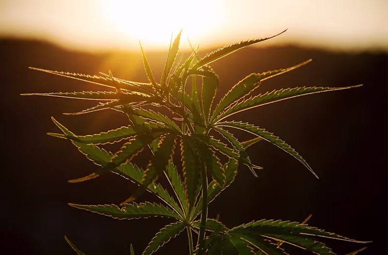 Cover image for The Promising Future of Cannabis in Medicine: Anxiety and Cance…