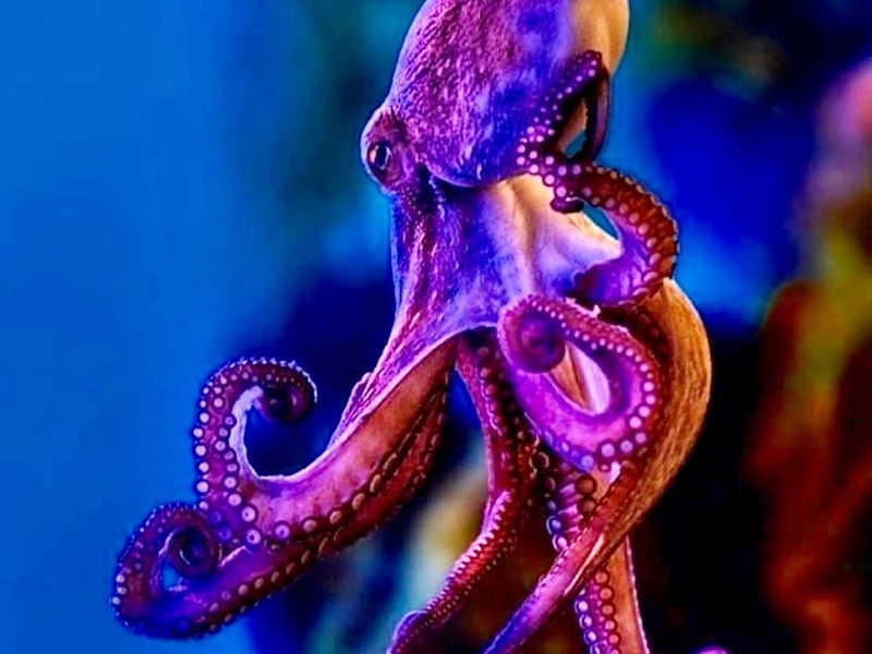 Cover image for Article on Octopuses 