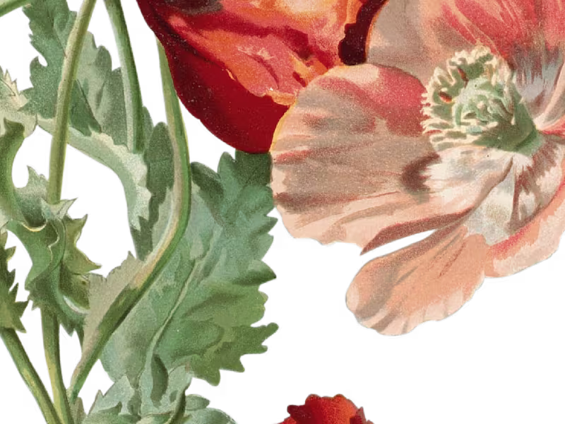 Cover image for Blooming Set 