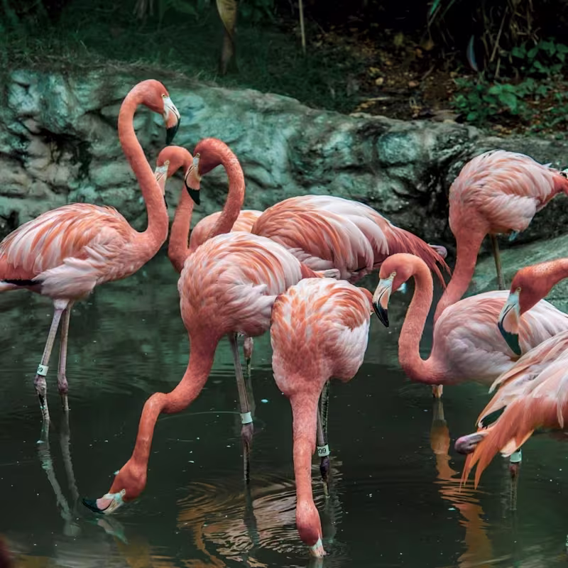 Cover image for 6-Week Brand Alignment Intensive