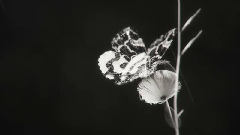 Cover image for Moth