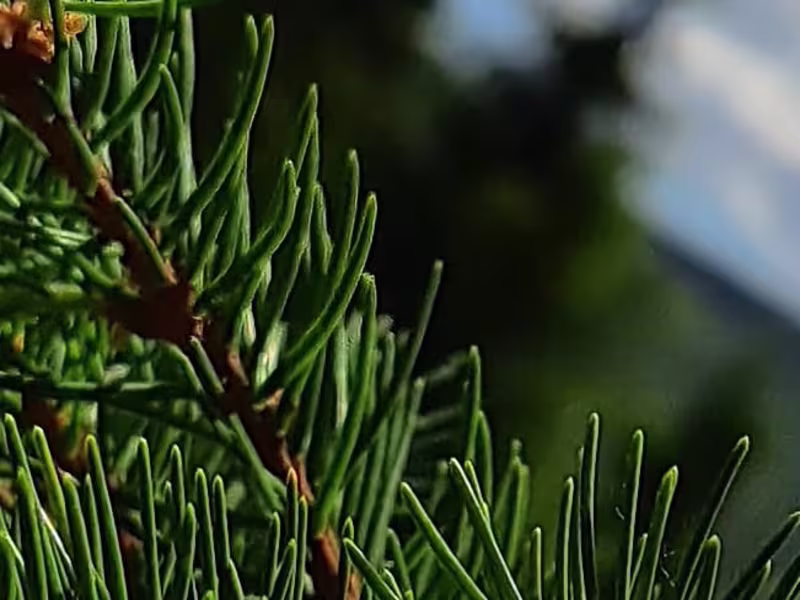 Cover image for Logo Design 