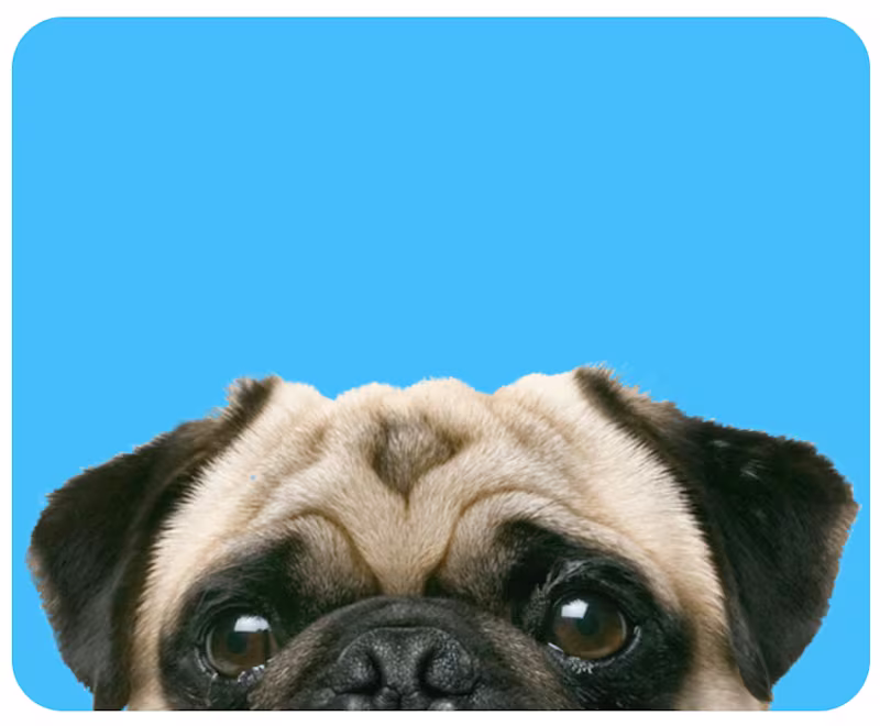 Cover image for Puppys -  Vet, Parlor & Pet Store